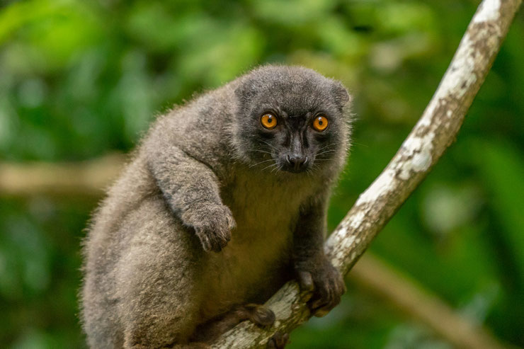 hapalemur doré poids taille comportement habitat distribution