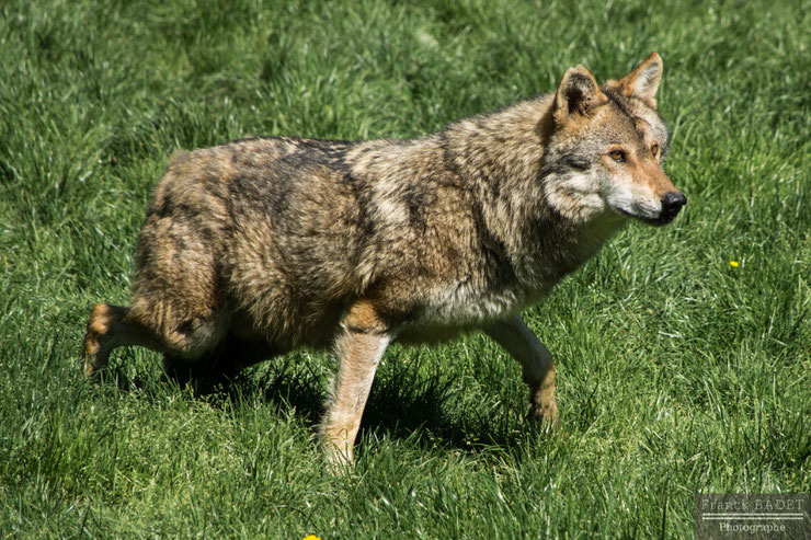 loup gris fiche animaux montagne francaise