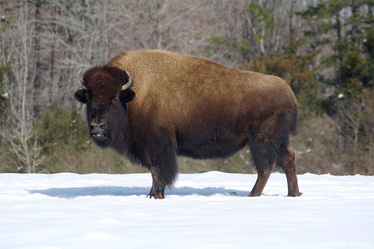 bison dans la neige