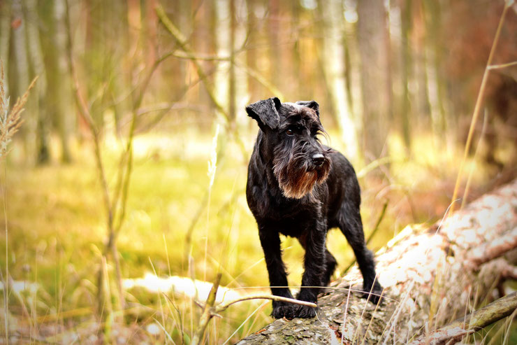 schnauzer moyen fiche chien comportement caractere origines poils sante 