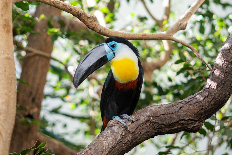 toucan ariel Ramphastos vitellinus longevite habitat comportement