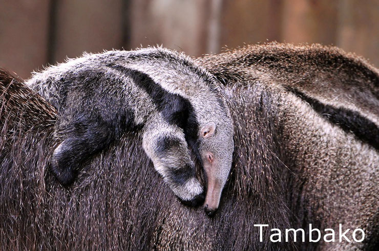 bebe tamanoir fourmilier animaux mignons cute baby animals anteater 