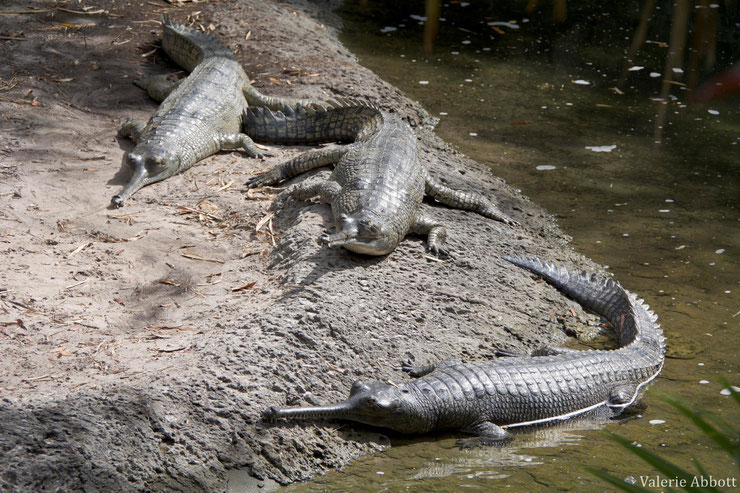 gavial fiche liste des animaux de l'inde