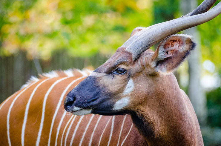 bongo antilope afrique fiche animaux bovides animal fact african antelope