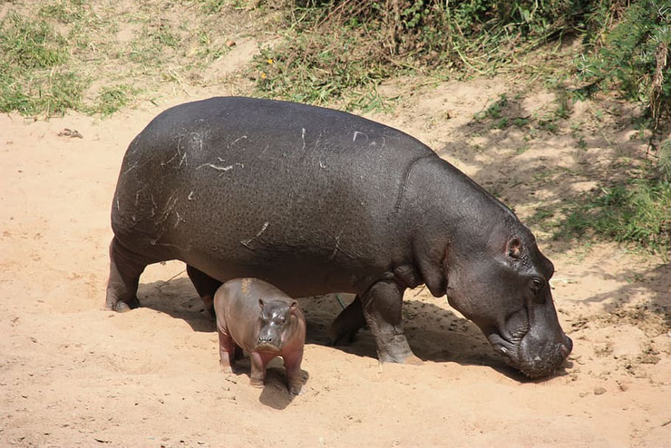 animaux hippopotame