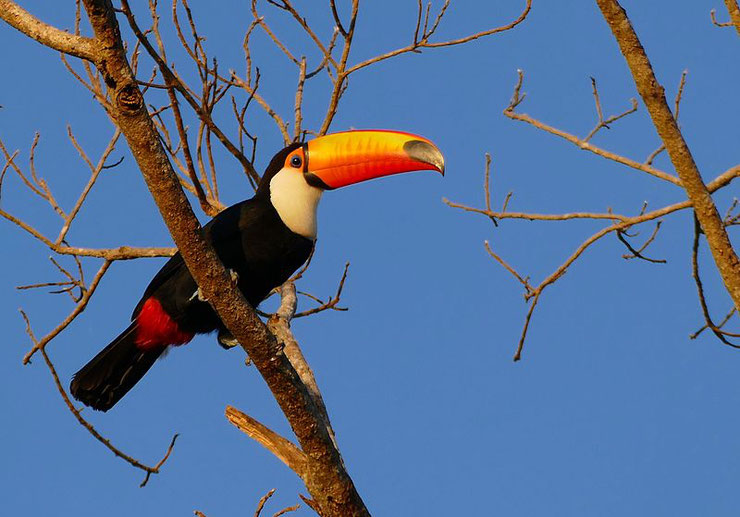 fiche du toucan toco oiseau ramphastos toco oiseaux a gros bec orange