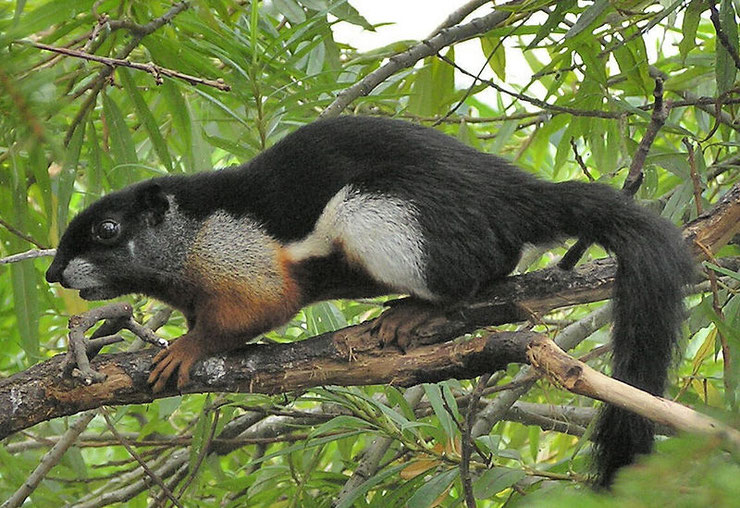 ecureuil arboricole de prevost animal fact squirrel indonesia malaisie borneo sumatra Callosciurus prevostii