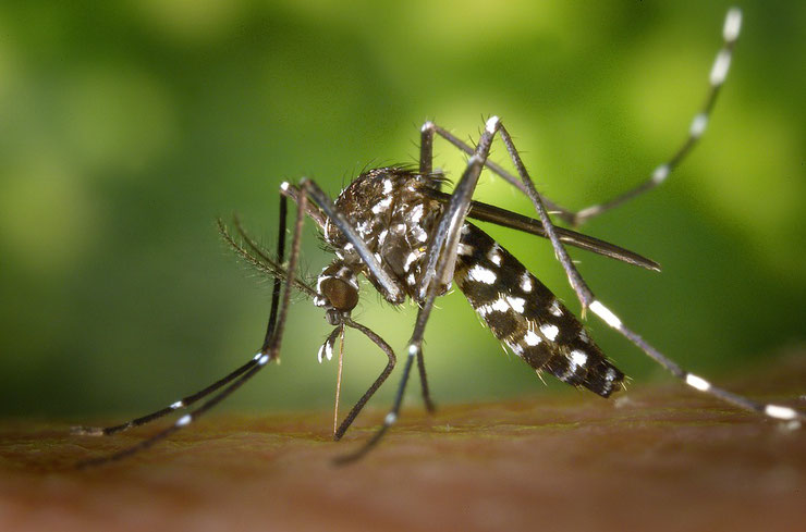 moustique tigre  fiche insecte animaux asian tiger mosquito facts insect dengue Chikungunya  zika piqure