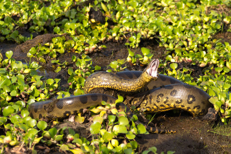 anaconda geant plus gros serpent du monde