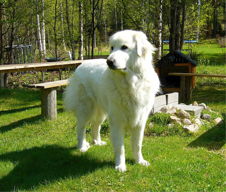 montagne des pyrenees patou fiche chien animaux race caractere comportement origine poil couleur