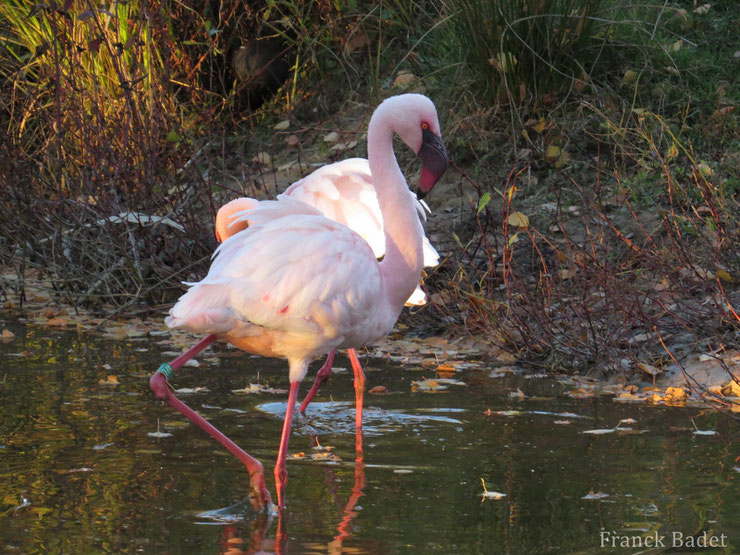 flamant nain fiche oiseaux animaux