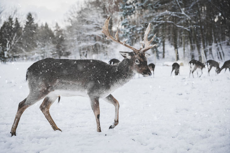 renne reindeer dans la neige in the snow