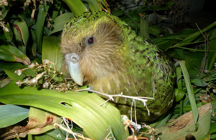 kakapo fiche oiseaux animaux