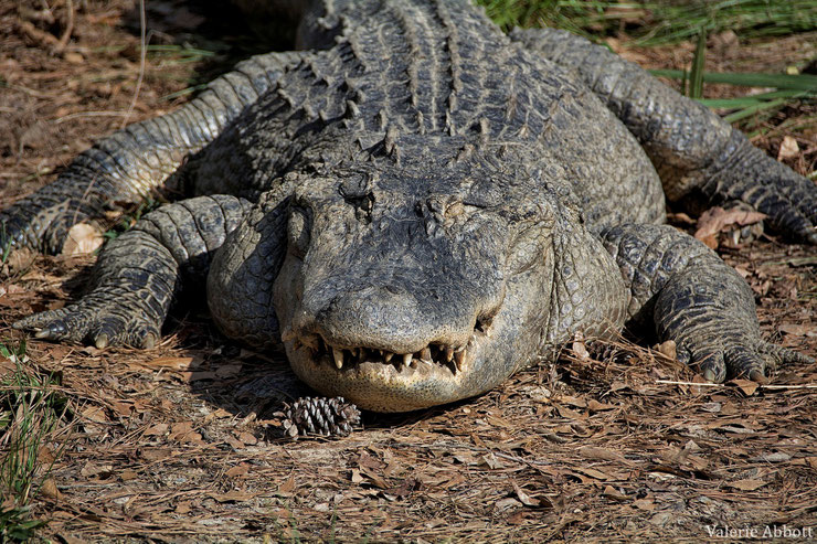 american alligator fact animal fiche animaux reptile