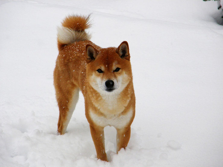 fiche animaux chien shiba inu origine caractere sante poil 