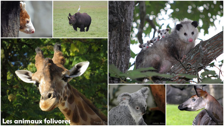 animaux folivores