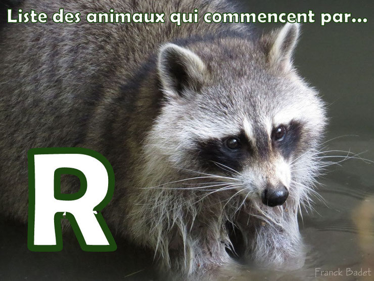 liste des animaux qui commencent par la lettre R