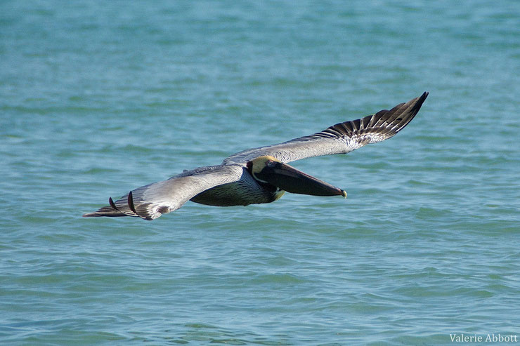 pelican brunc poids taille habitat distribution brown pelican pelecanus occidentalis