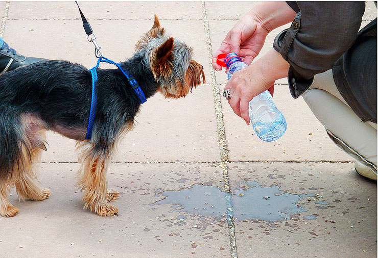 comment rafraichir votre chien chat pendant la canicule