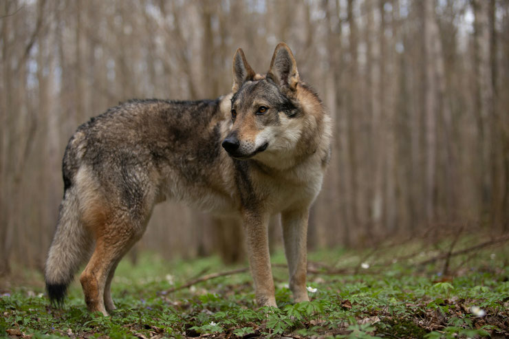 Ce que vous devriez savoir avant d'adopter un chien-loup tchécoslovaque