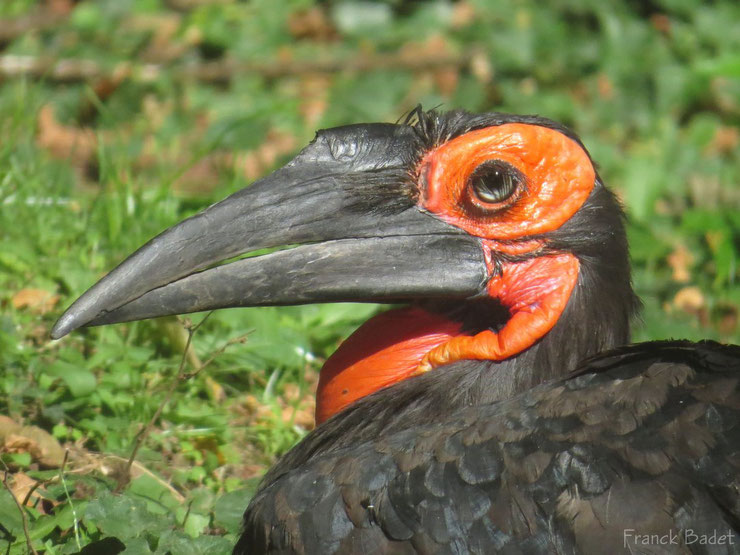 animaux noirs oiseaux calao terrestre thematique