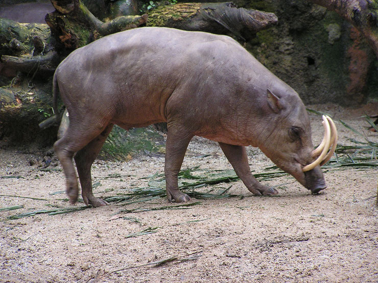 babiroussa fiche animaux indonesie taille poids habitat cochon sauvage