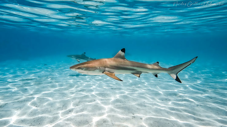 requin à pointes noires