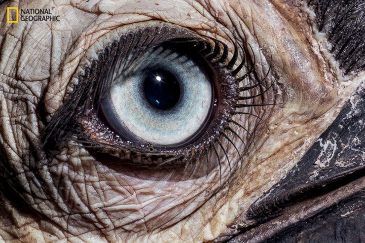 A Qui Appartiennent Ces Yeux Liste Animaux Com