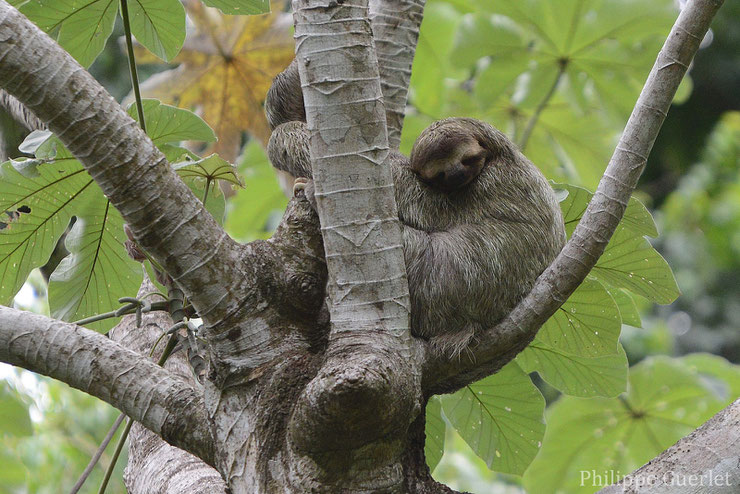 Les Animaux De La Forêt Amazonienne 700 Fiches Animaux à