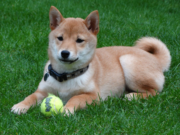 shiba inu fiche chien animaux caractere comportement origine poil couleur