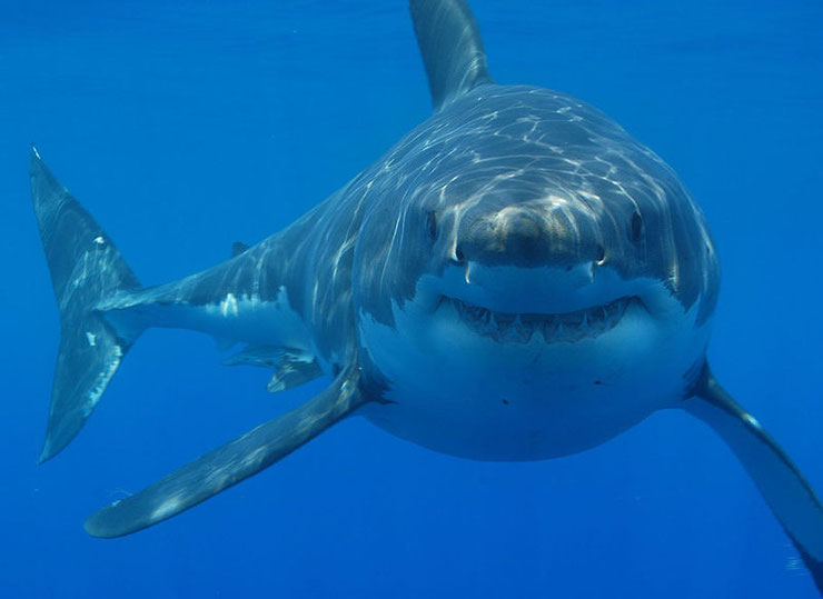 requin blanc fiche poissons mer animal facts fish great white shark sealife