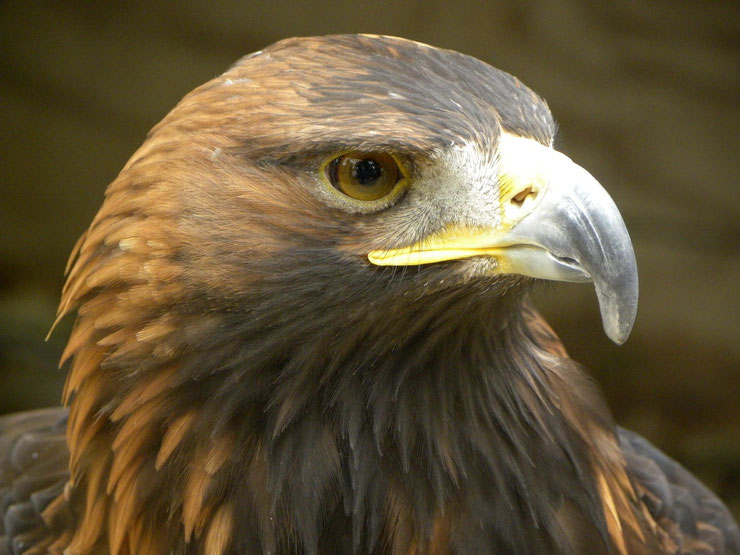 animaux aigle royal oiseaux rapace  taille poids  comportement habitat distribution alimentation reproduction