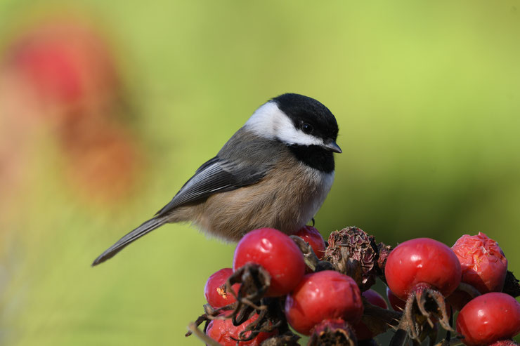 mésange noire coal tit