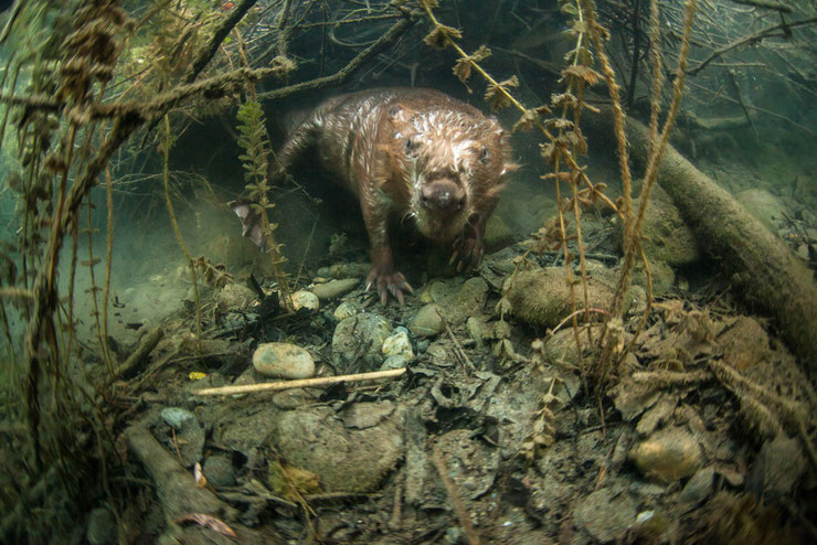 castor sous l'eau remi masson