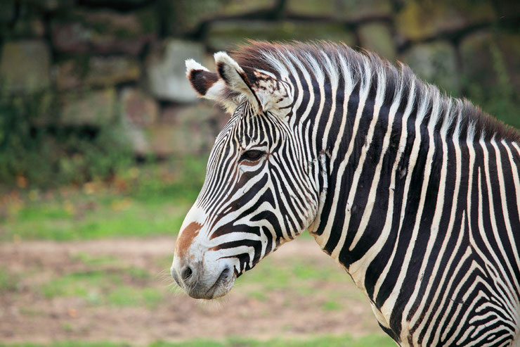 liste animaux emblematiques embleme pays botswana zebre