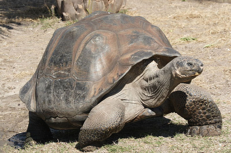 tortue geante des galapagos fiche animaux reptile animal facts giant tortoise turtle