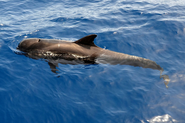 dauphin pilote fiche animaux marins globicephale noir