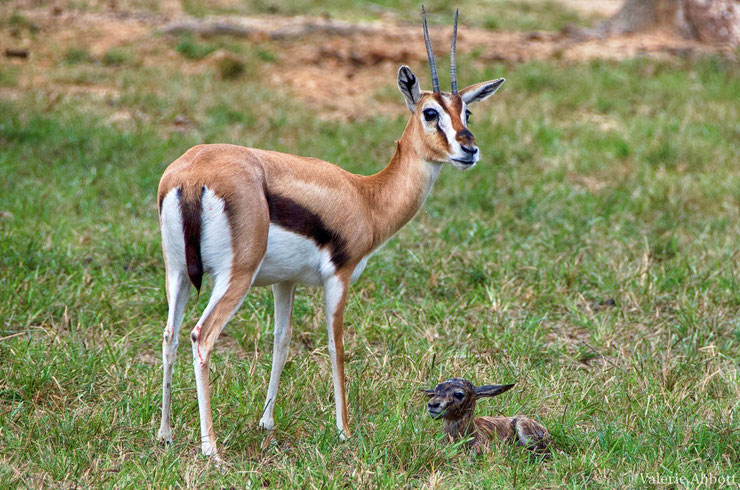 gazelle de thomson fiche animaux afrique animals fact africa