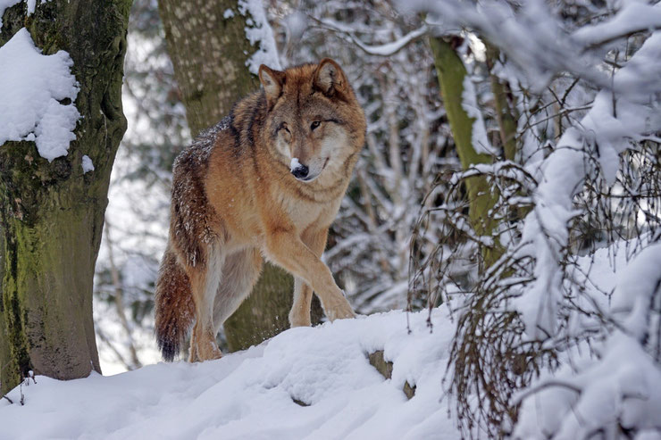 loup dans la neige canada foret wolf in the snow