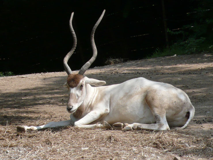 Antilope addax photo image animaux commencant par la lettre A