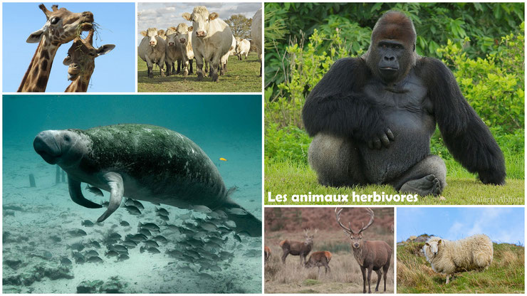 les animaux herbivores  regime alimentaire svt ecole primaire cm1 cm2 college pedagogie cours