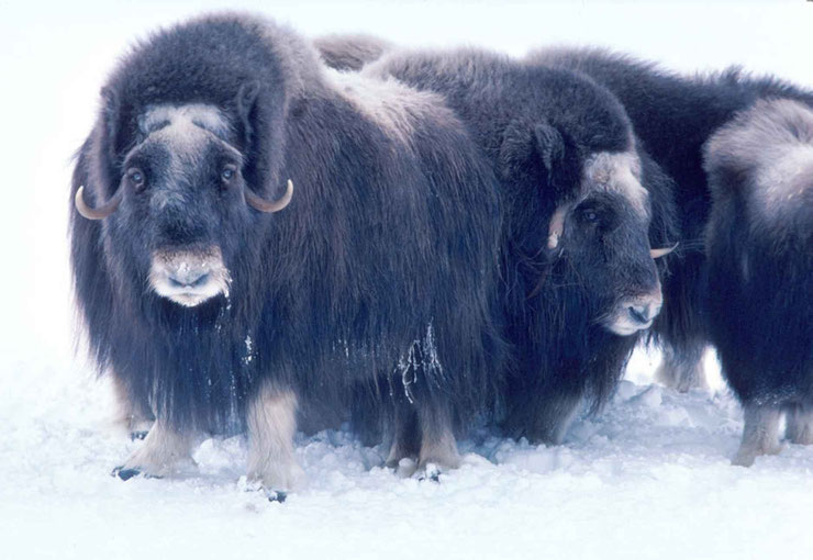 les animaux de la banquise et des cercles polaires pole sud nord arctique antarctique boeuf musque