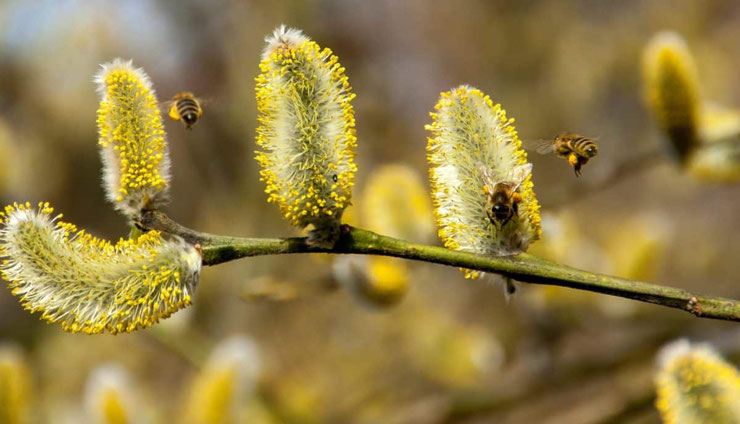 pollen definition vocabulaire