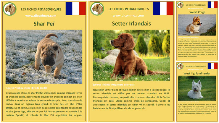 fiche animaux animal de compagnie  chien à telecharger et a imprimer pdf comportement origine caractere race shar pei setter irlandais welsh corgi westie west highland terrier