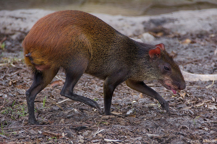 agouti doré fiche animaux rongeur amerique du sud red rumped animal fact