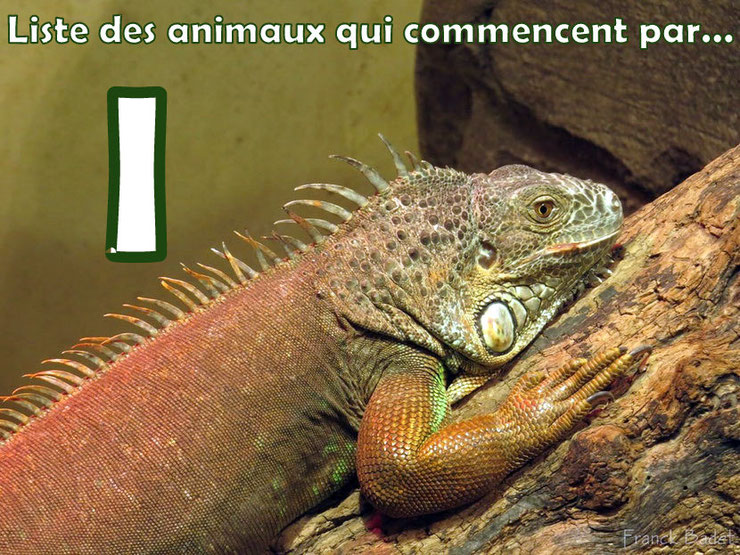 Liste des animaux commençant par la lettre "i"