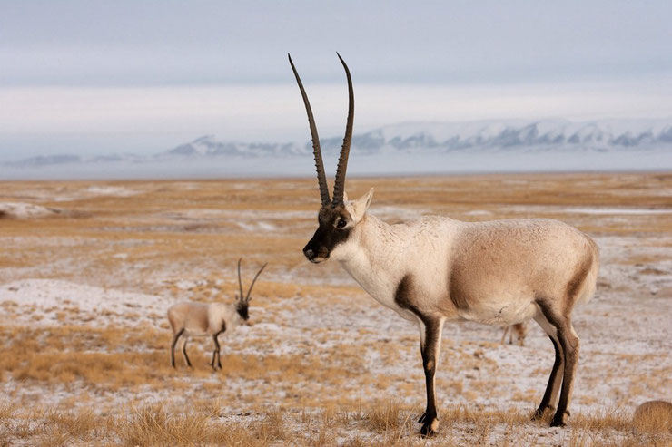 les animaux du Tibet chiru antilope du tibet