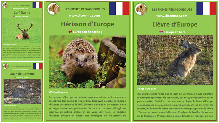 fiches animaux pedagogiques pdf à imprimer et à telecharger devoir maison expose lievre lapin de garenne cerf elaphe herisson bois