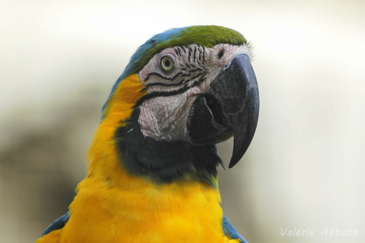 liste des animaux d'amazonie ara jaune et bleu animal facts bird yellow and blue macaw amazonian forest