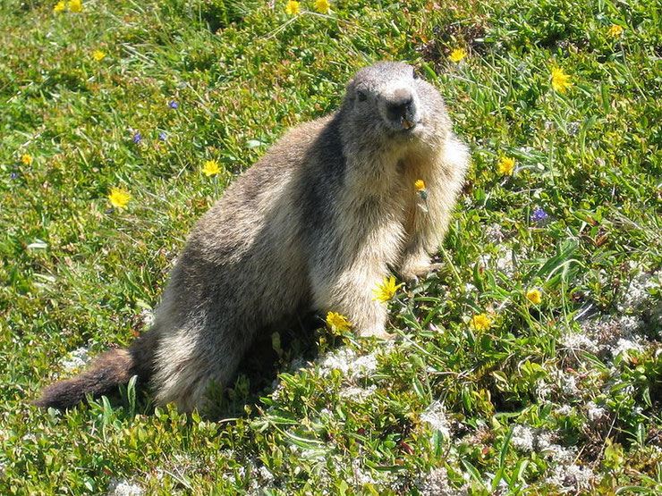 animal facts alpine marmot